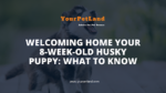 header image for Welcoming Home Your 8-Week-Old Husky Puppy: What to Know