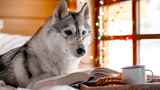 dog being cozy, reading a book and having coffee