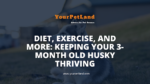header image for Diet, Exercise, and More: Keeping Your 3-Month Old Husky Thriving