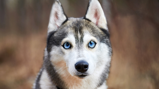 dog with blue eyes