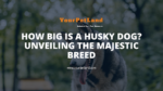 header image for How Big Is a Husky Dog
