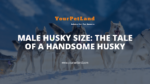 header image for Male Husky Size: The Tale of a Handsome Husky