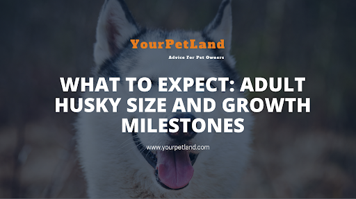 image header for What to Expect: Adult Husky Size and Growth Milestones