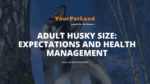 image header for Adult Husky Size: Expectations and Health Management