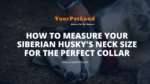 image header for How to Measure Your Siberian Husky's Neck Size for the Perfect Collar