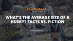 image header for What's the Average Size of a Husky? Facts vs. Fiction