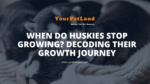 image header for When Do Huskies Stop Growing? Decoding Their Growth Journey