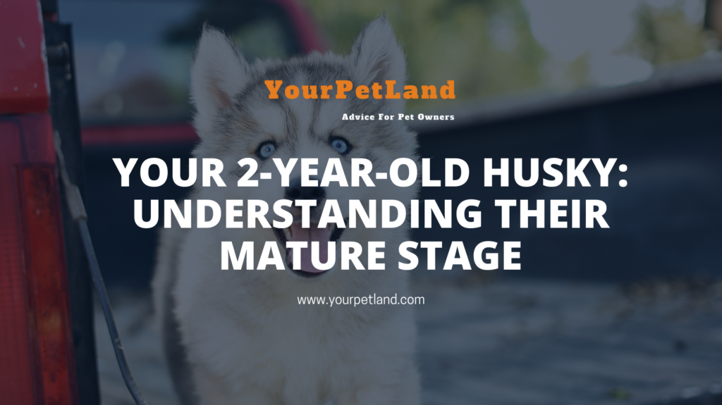 image header for Your 2-Year-Old Husky: Understanding Their Mature Stage