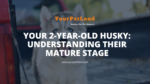 image header for Your 2-Year-Old Husky: Understanding Their Mature Stage