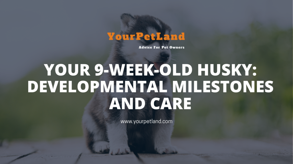 image header for Your 9-Week-Old Husky: Developmental Milestones and Care