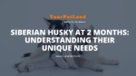 image header for Siberian Husky at 2 Months: Understanding Their Unique Needs