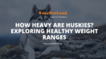 image header for How Heavy Are Huskies? Exploring Healthy Weight Ranges