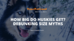 image header for How Big Do Huskies Get? Debunking Size Myths