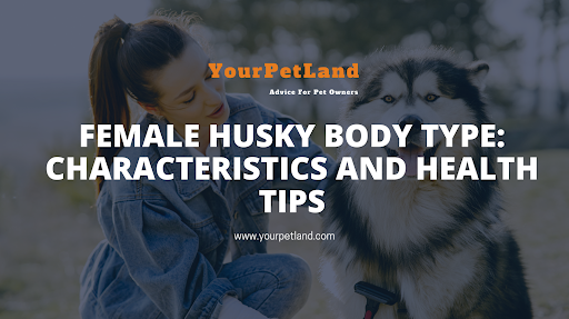image header for Female Husky Body Type: Characteristics and Health Tips